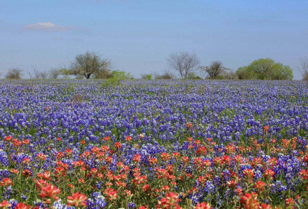 A field of bluebonnets outside of Austin, Texas